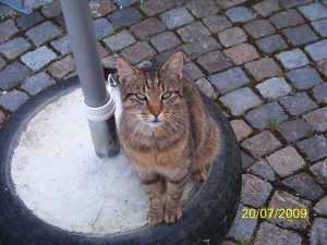 biergartenkatze